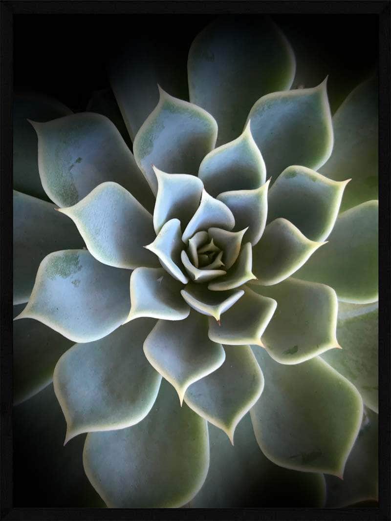 Kaktus Plakat - Smuk Succulent til Dit Hjem