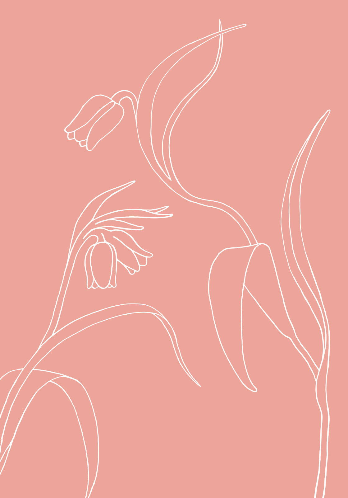 Klokkeblomst Rosa Illustration – Naturens Skønhed til Dit Hjem