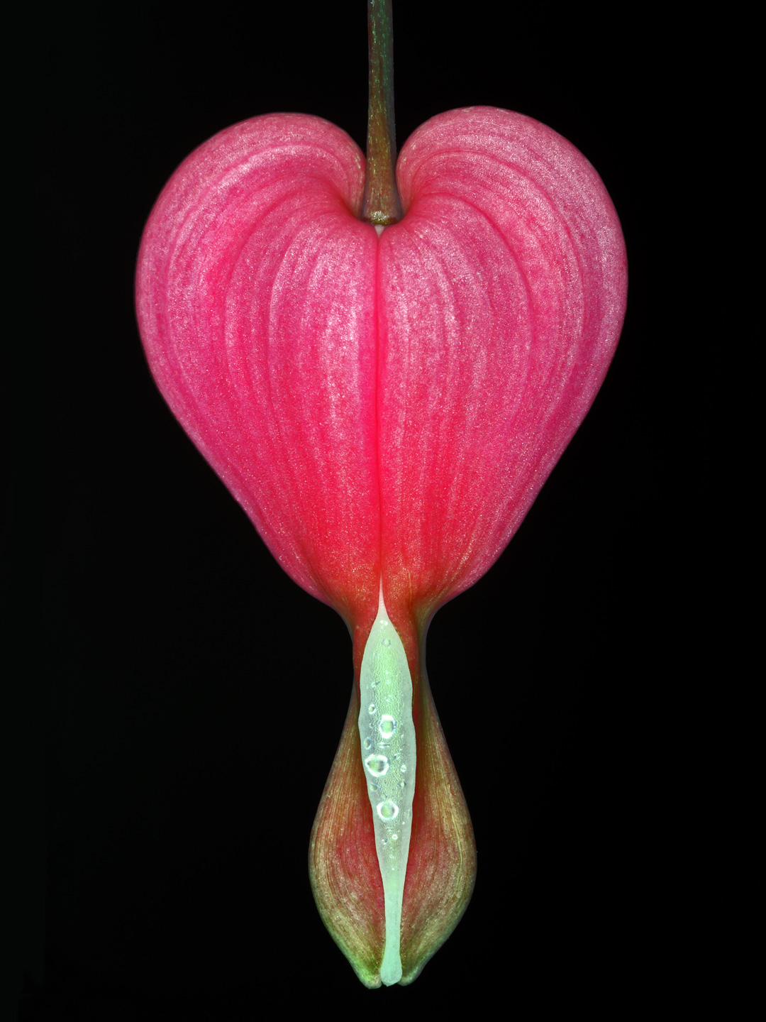 Lamprocapnos Spectabilis – Smuk fotokunstplakat til hjemmet