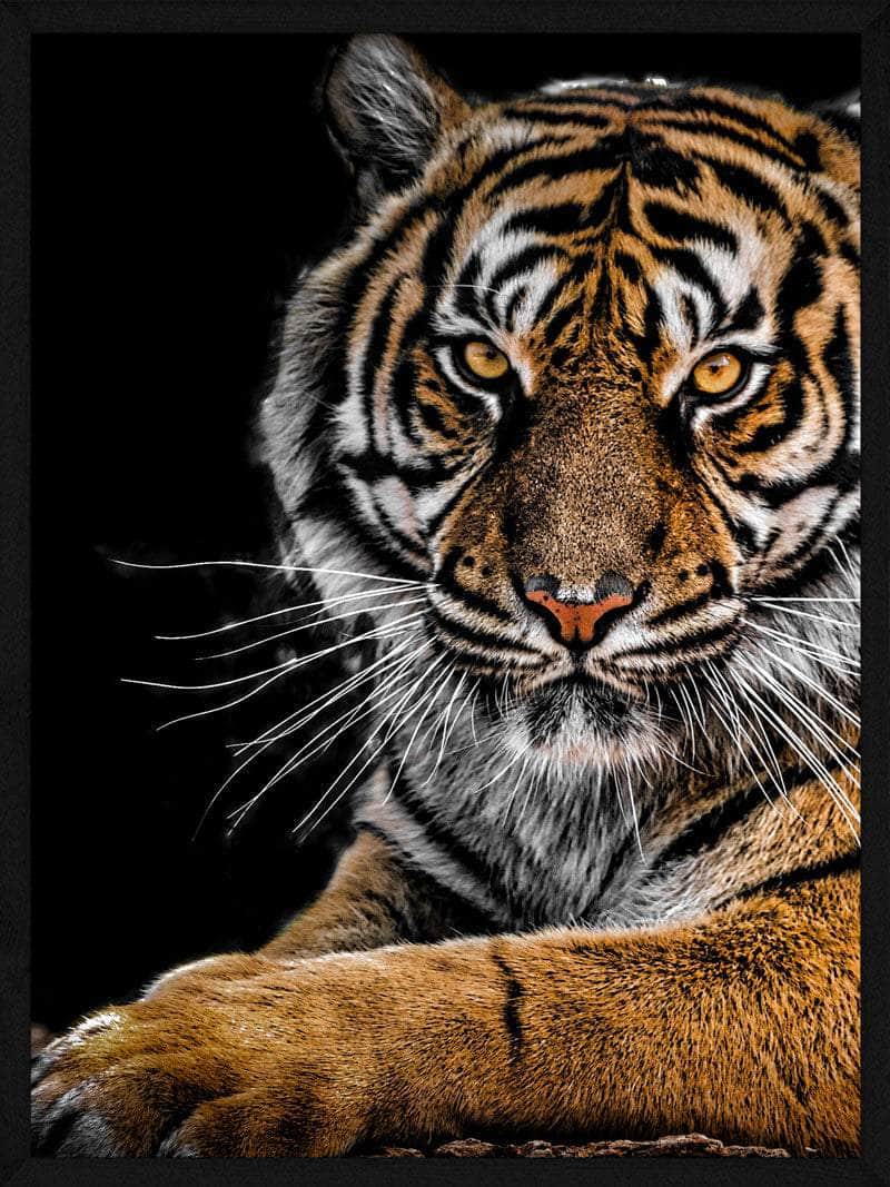 Liggende Tiger Plakat – Majestætisk Dyre Kunstværk