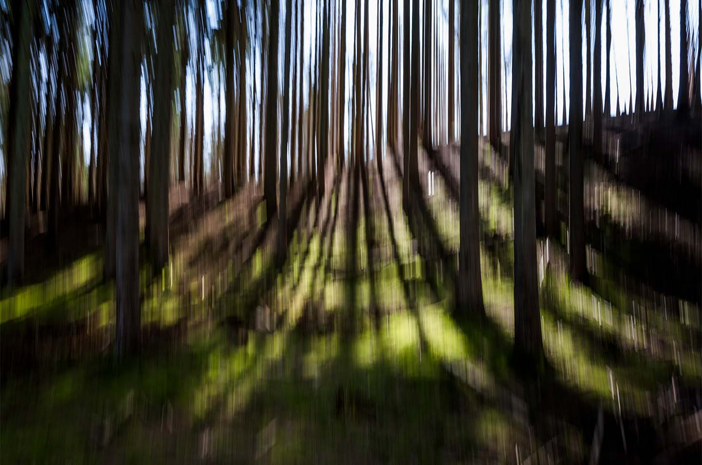 Light Through Trees   Klint Fotografi