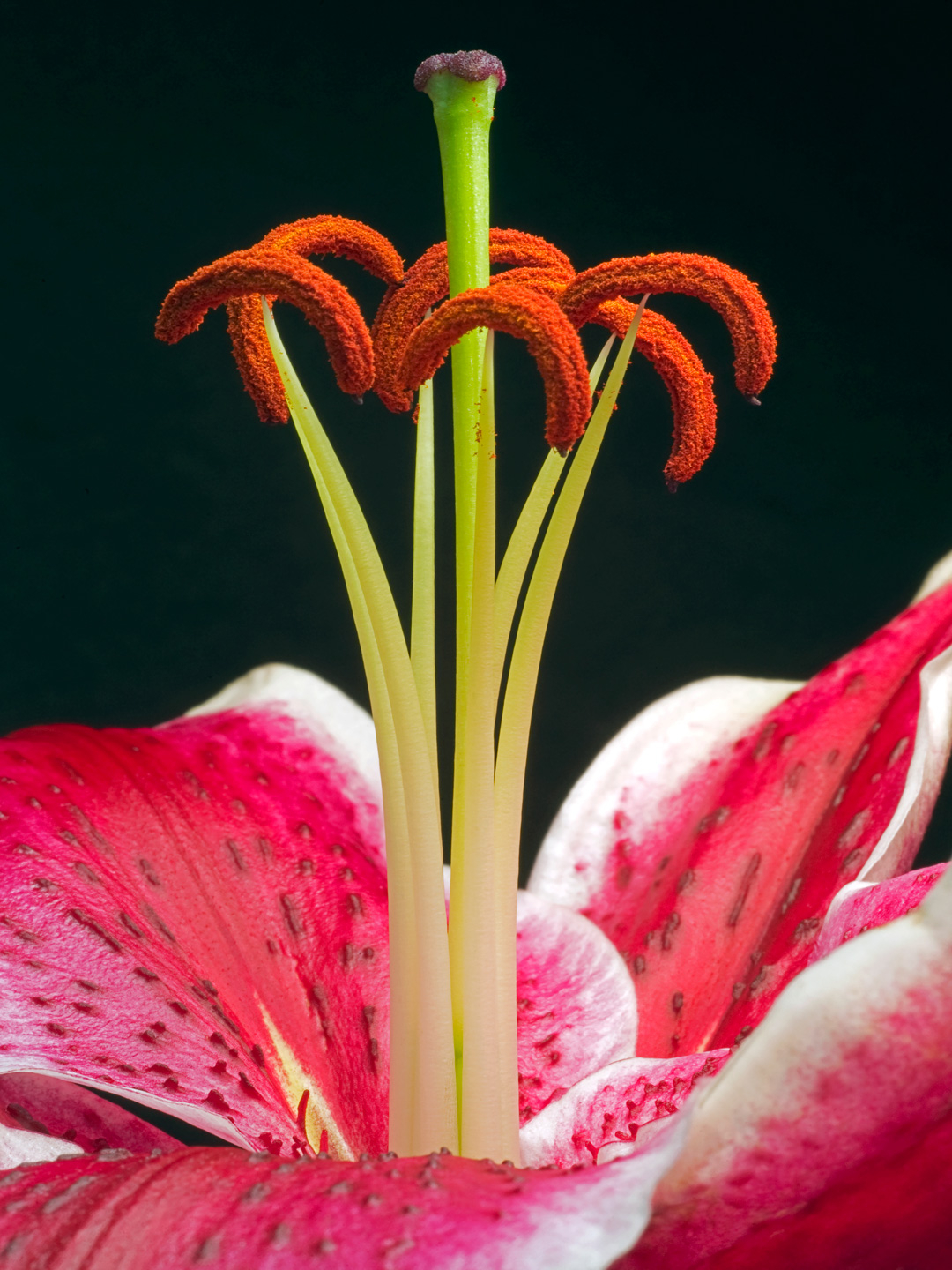 Lilium Naturbillede - Vægkunst til Dit Hjem