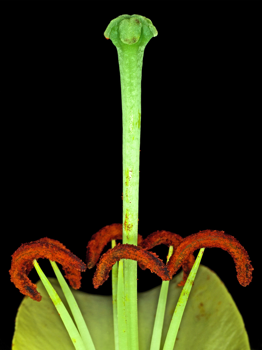 Lilium Plakat – Naturens Skønhed af Pauline Snoeijs