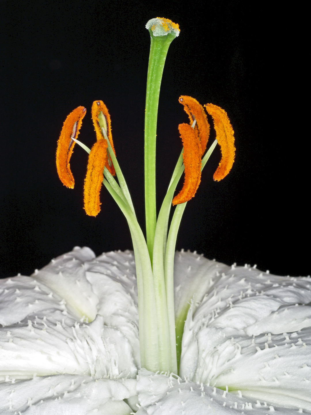 Lilium Plakat af Pauline Snoeijs – Smuk Naturkunst til Hjemmet
