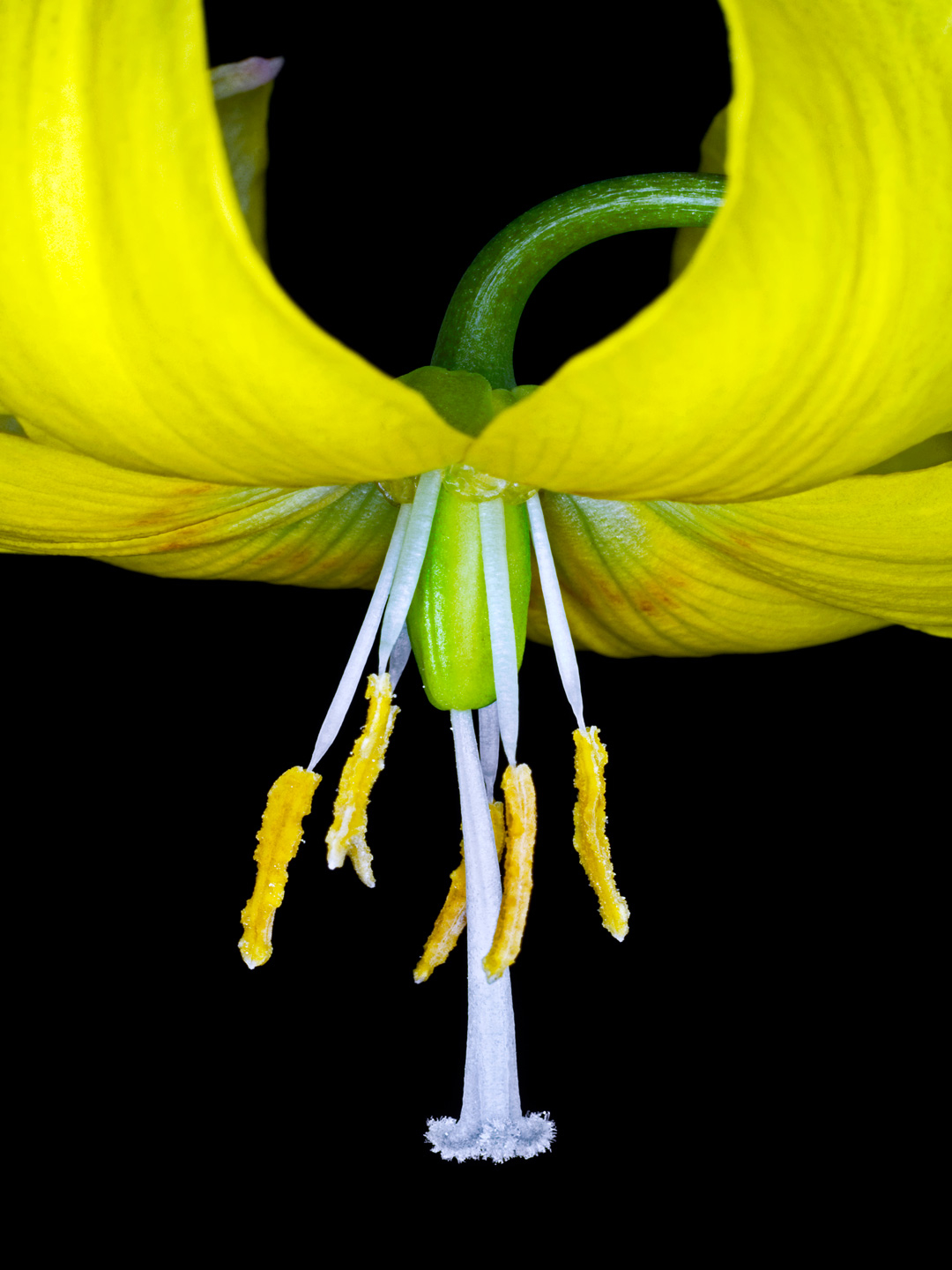 Lilium Martagon Kunsttryk – Unik Naturfotografi til Dit Hjem