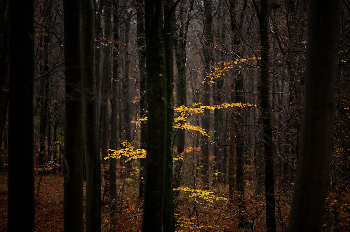 Lost   The Forest   Klint Fotografi