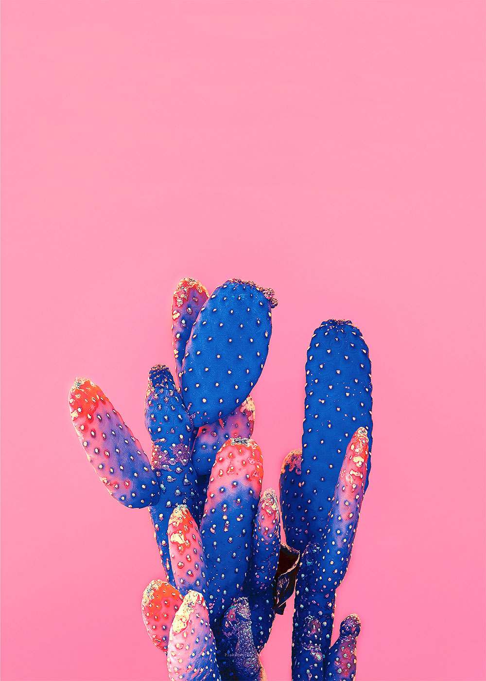 Kærlighed Pink Kaktus Plakat - Unik Kunst til Dit Hjem