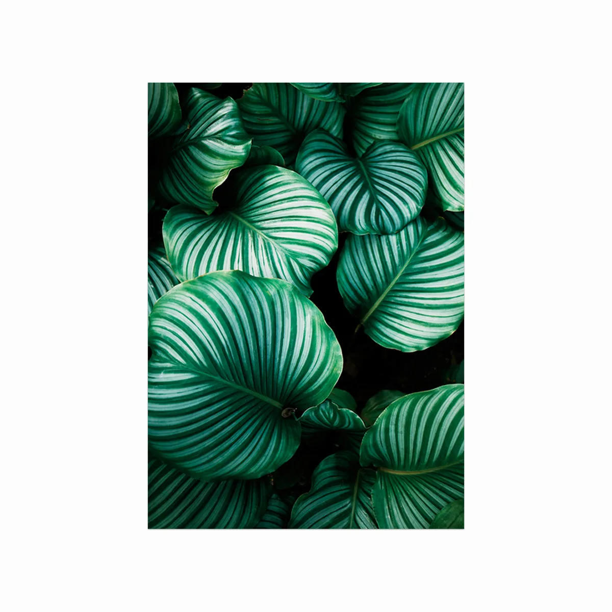 Lush Plants Plakat – Naturens Skønhed til Dit Hjem