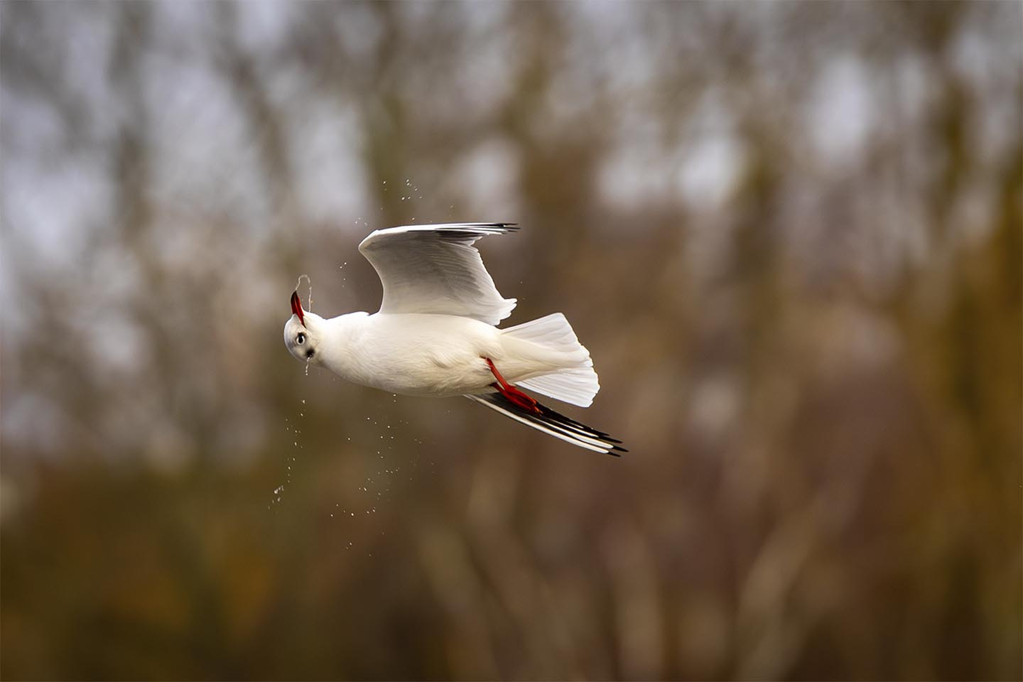Unikt mågefoto til hjemmet – MSJ Natur Foto