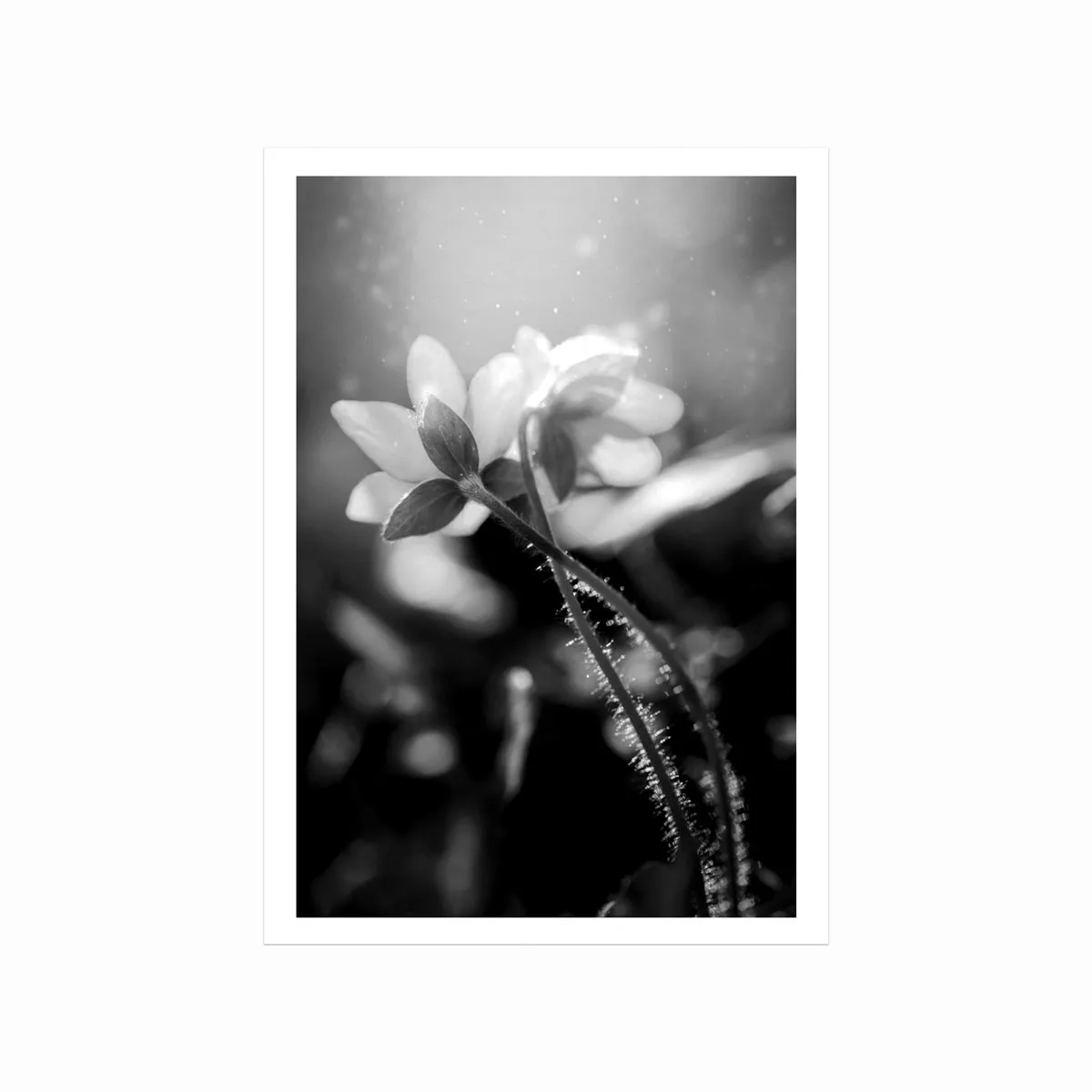 "Make A Wish" Plakat – Elegant Kunst til Dit Hjem