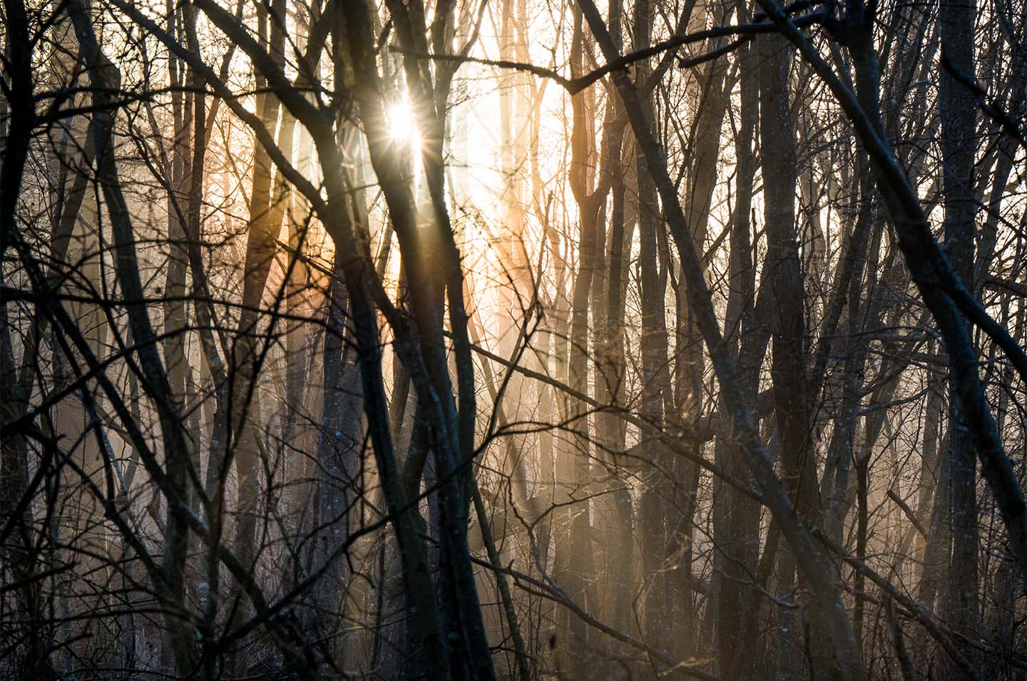 Misty Morningsun   Klint Fotografi
