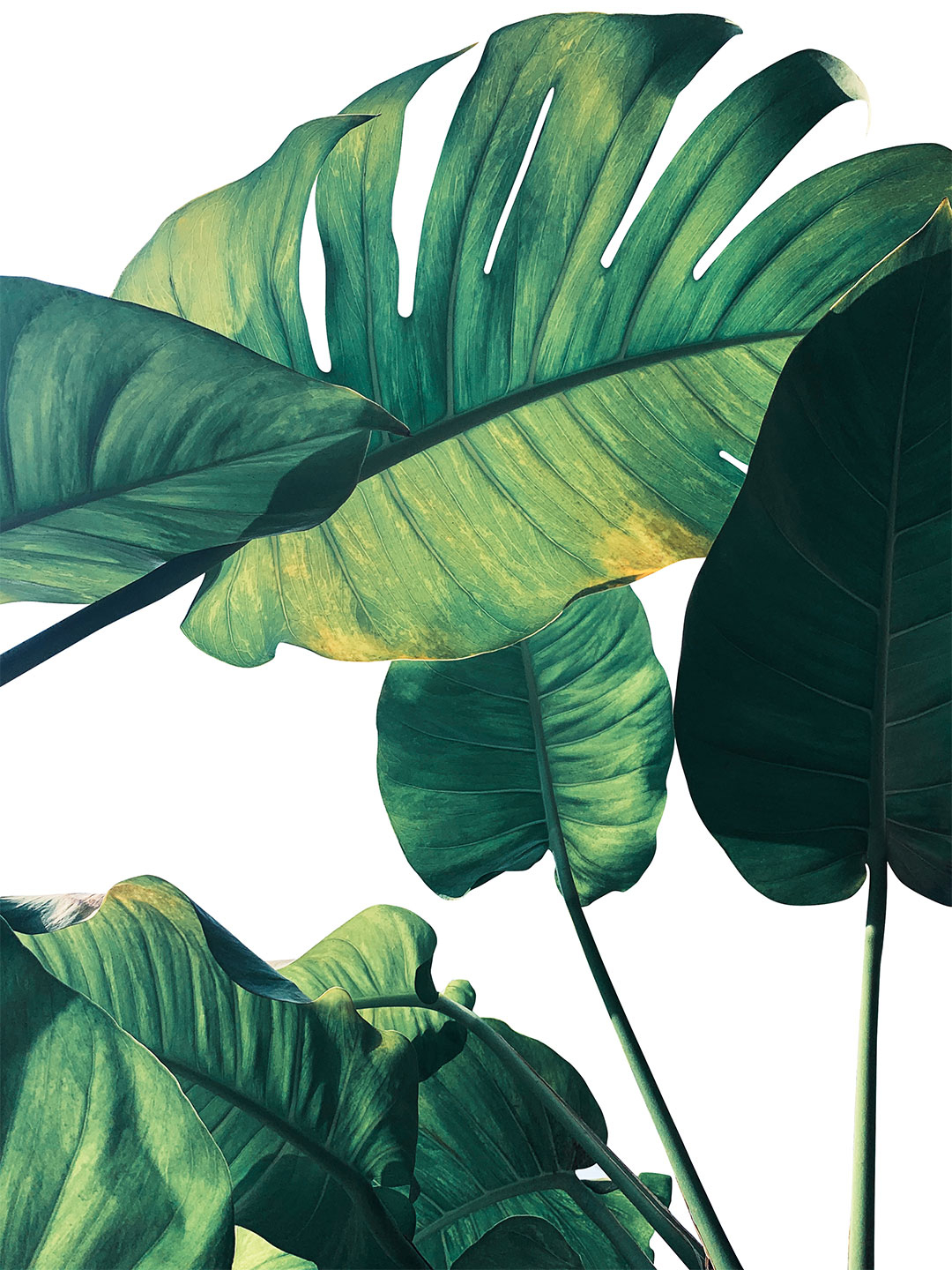 Monstera Fotokunst – Tropisk Vægdekoration til Dit Hjem