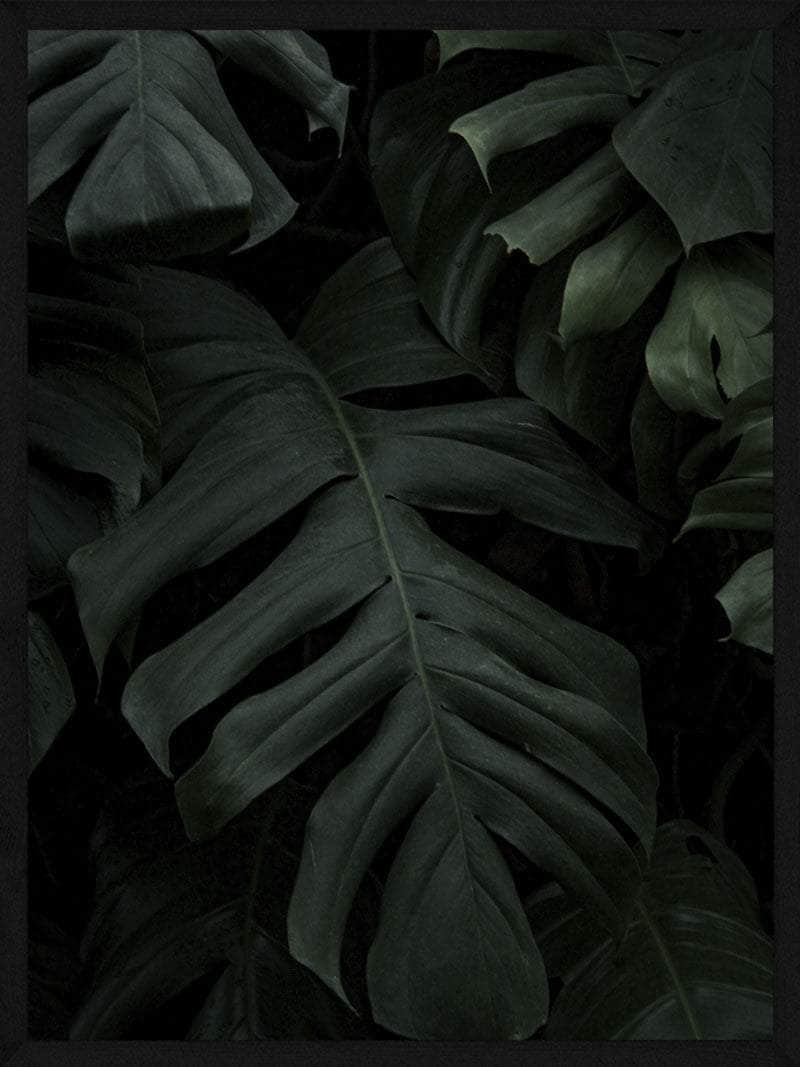 Monstera Plakat – Botanisk Kunst til Dit Hjem