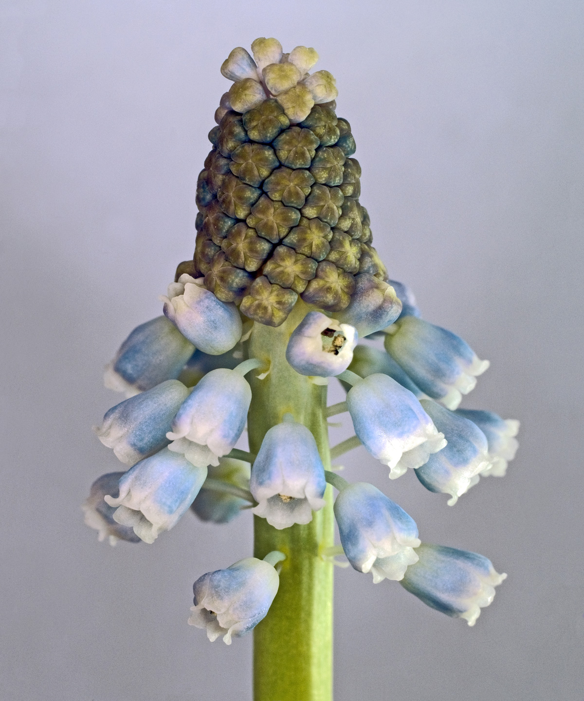 Muscari Botryoides – Giv din have liv og farve!