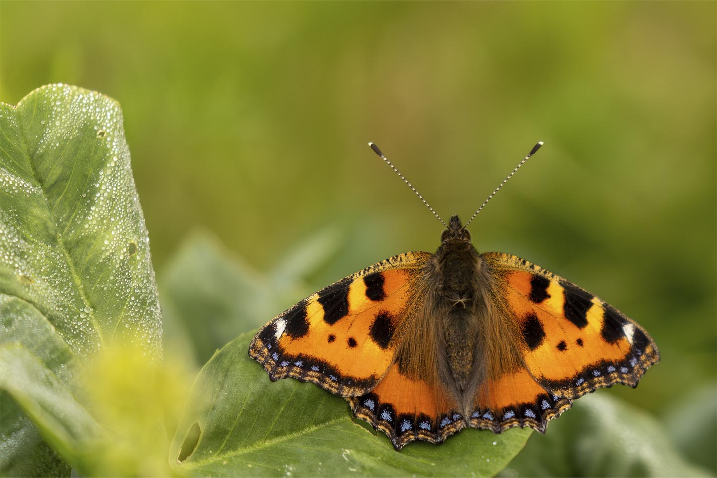 Nældens Takvinge – Smukt Naturfoto til Dit Hjem