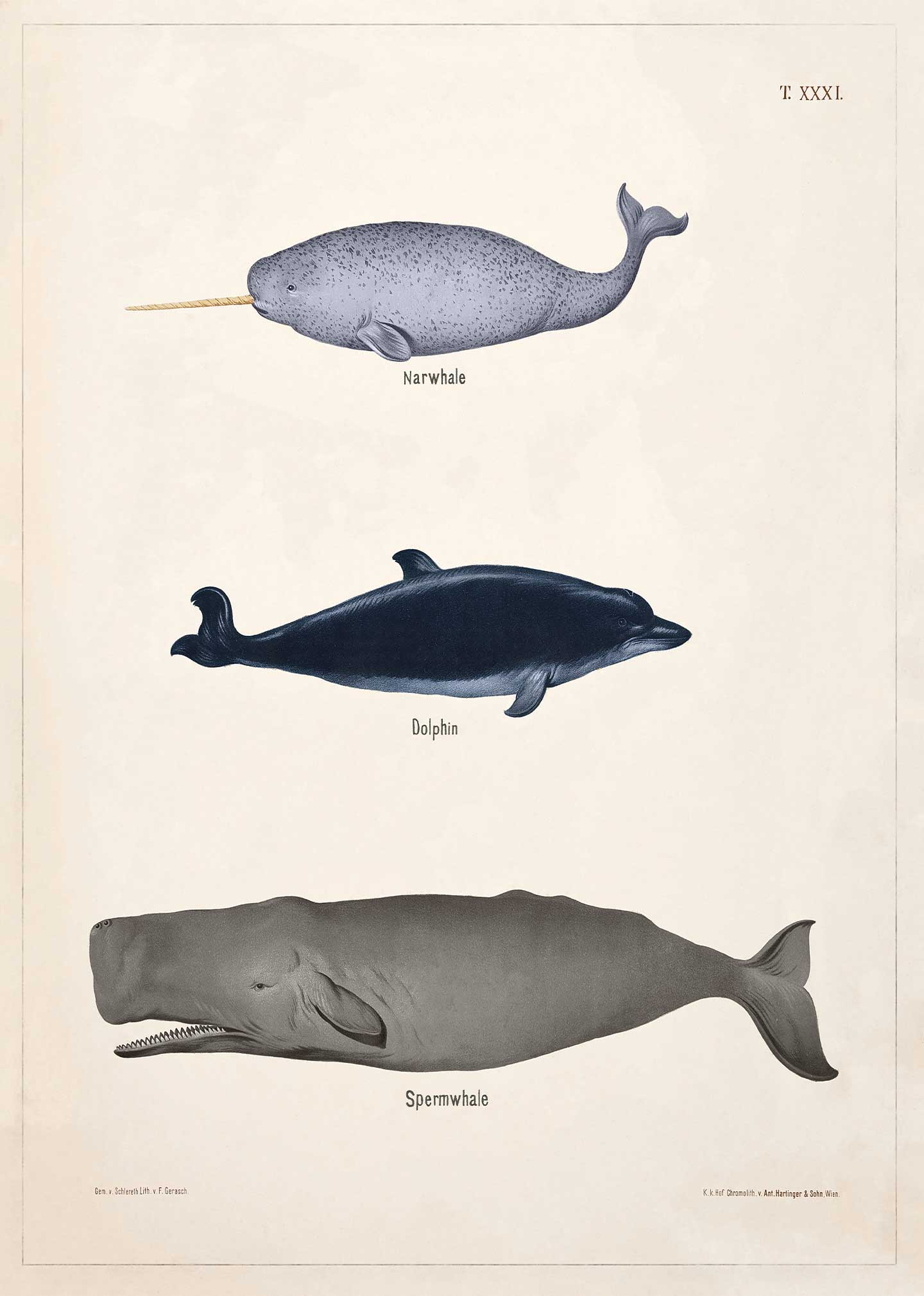 Vintage Plakat med Havdyr fra 1889 – Unik Kunst!
