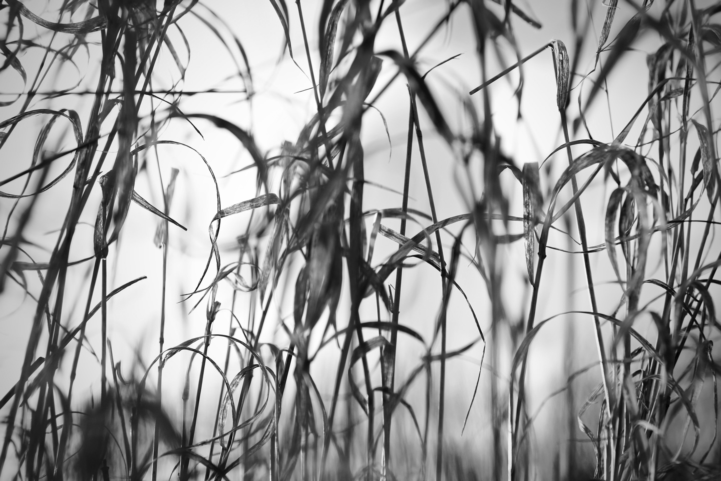 Sort-Hvid Natur Fotokunst af Preben Stentoft – Unik Dekorativ Kunst