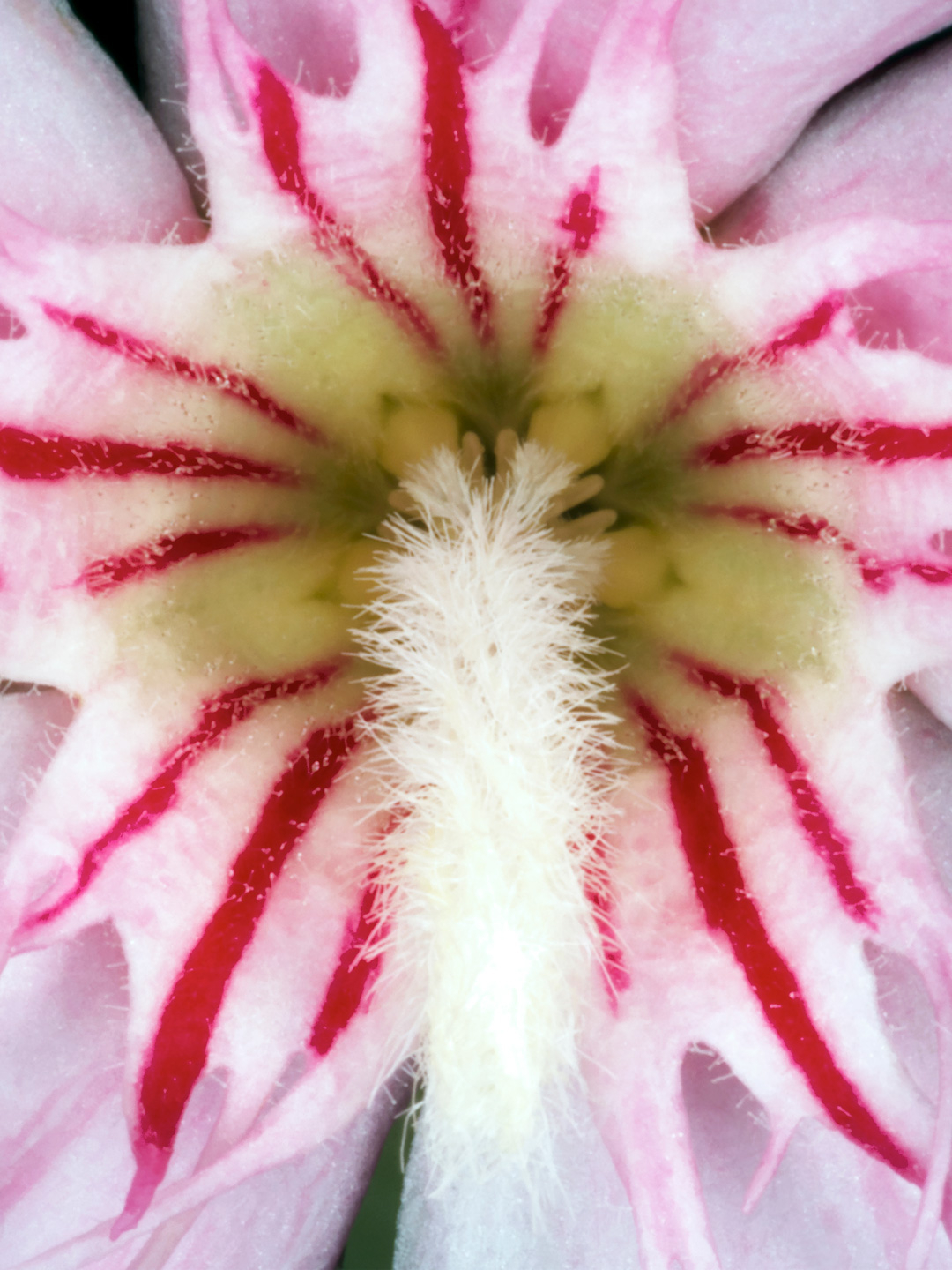 Nerium Oleander Kunsttryk af Pauline Snoeijs - Natur Fotokunst