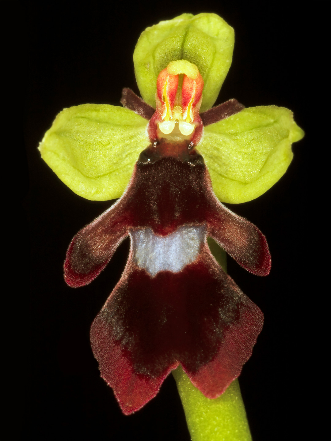 Unik Fotokunst: Ophrys Insectifera - Naturens Skønhed