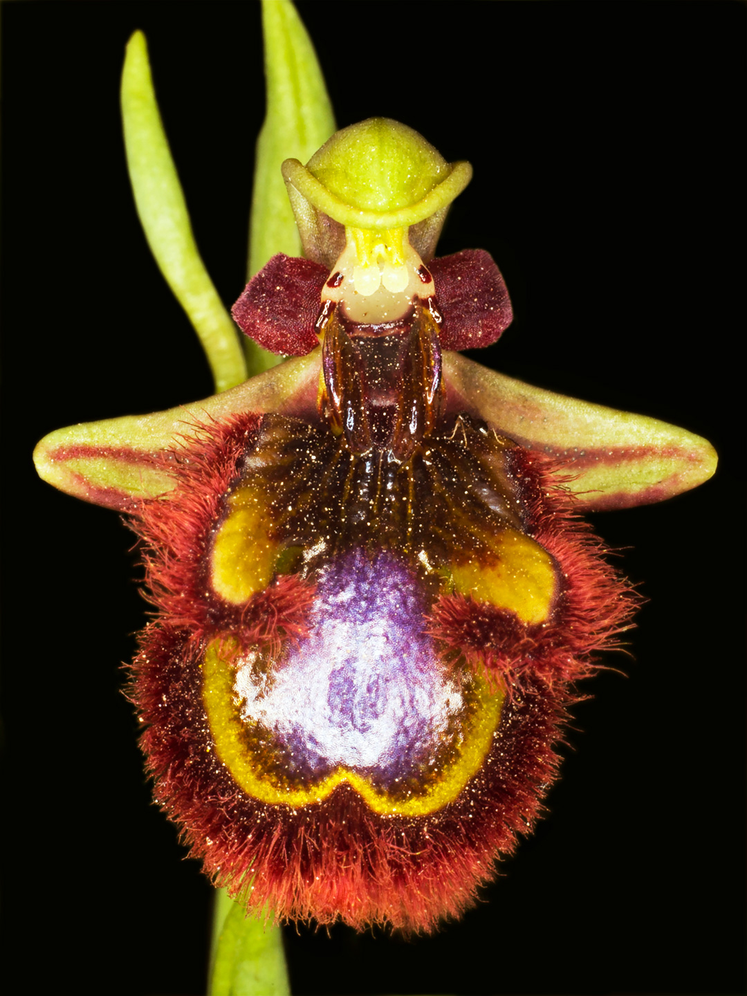 Ophrys Speculum – Betagende Fotokunst af Pauline Snoeijs