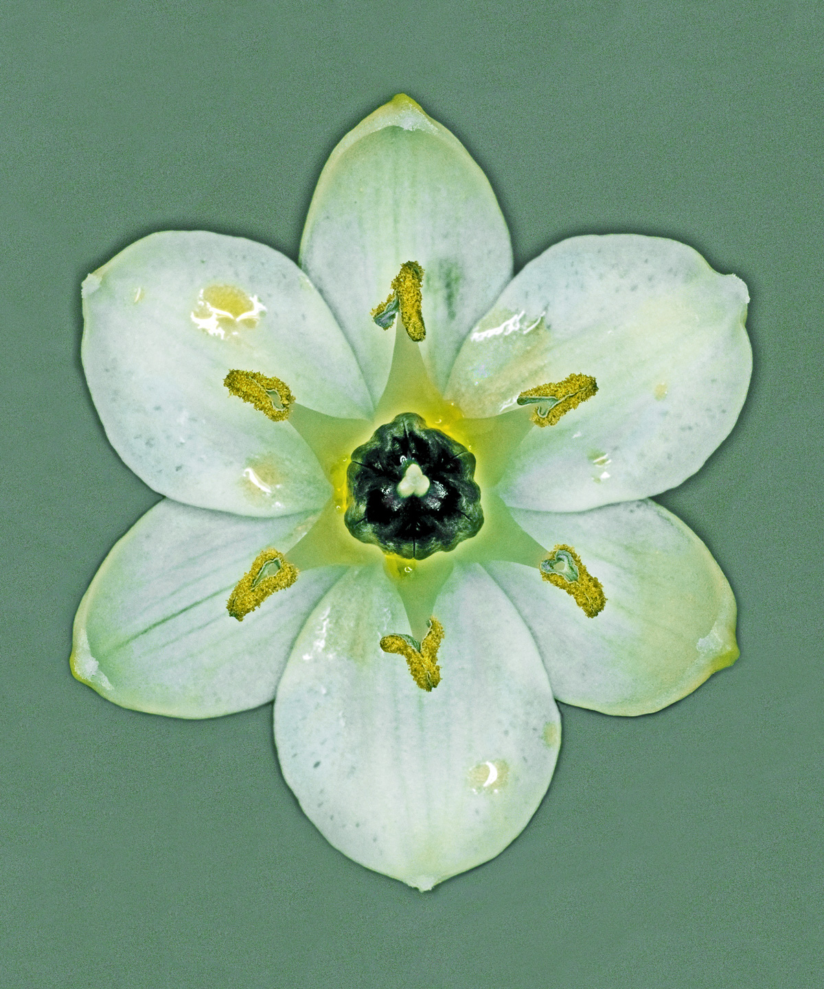 Unikt Ornithogalum Arabicum Kunsttryk til Hjemmet