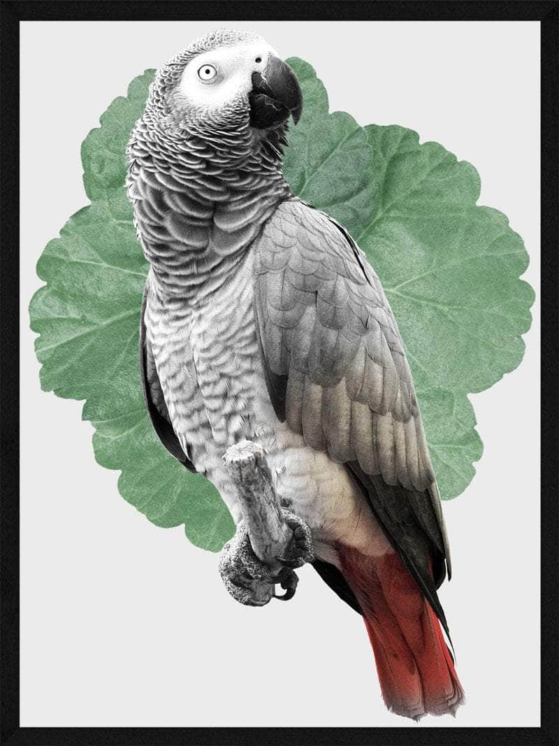 Papegøje Plakat – Unik Kunst til Dit Hjem!
