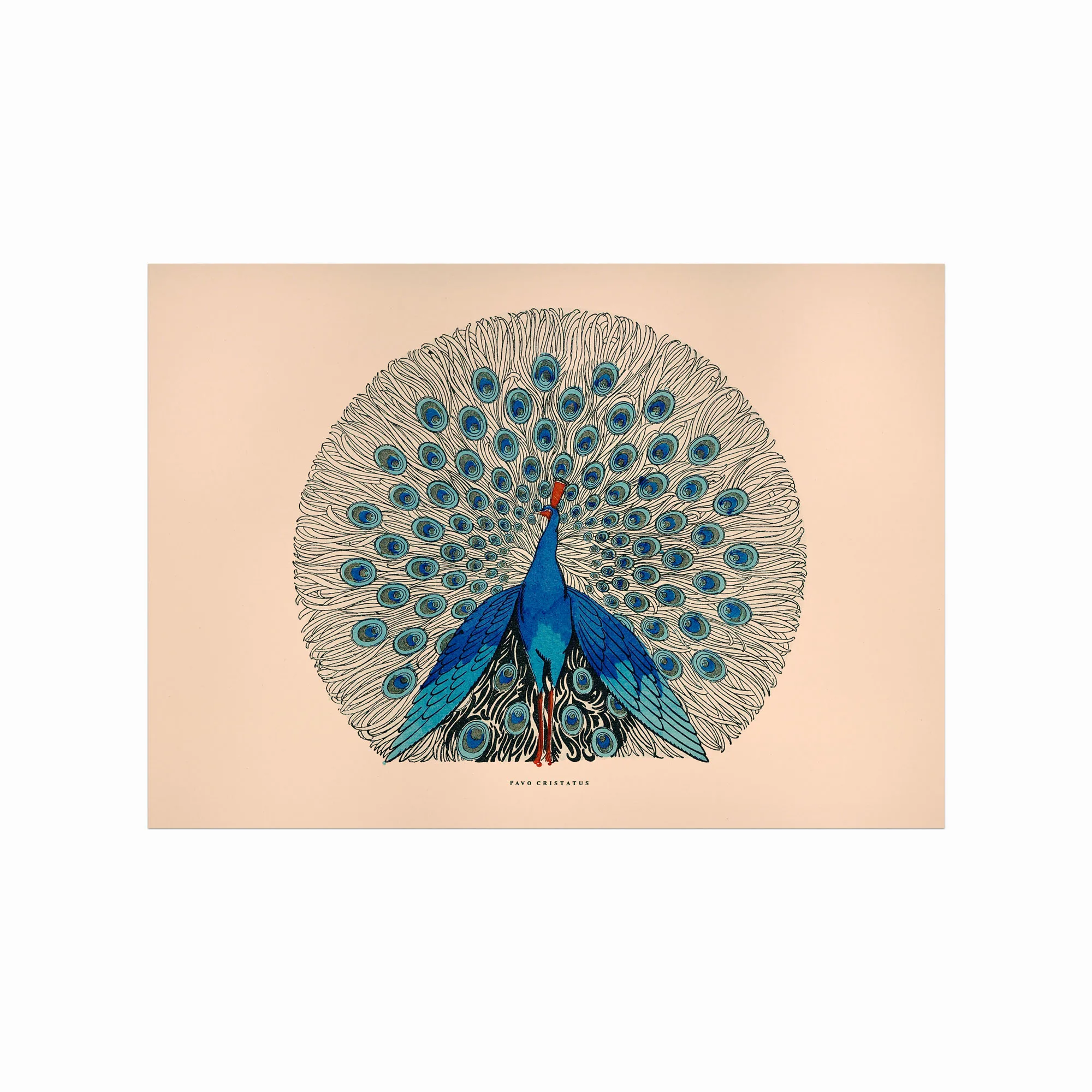Beroligende Pavo Cristatus Plakat – Naturkunst til Dit Hjem