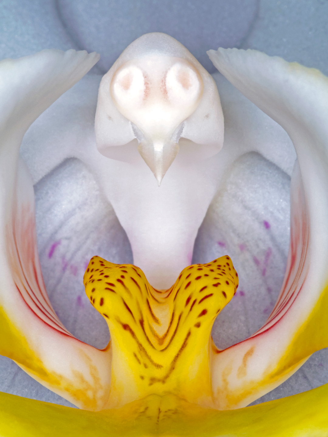 Phalaenopsis Orkidé Fotokunst – Elegance til Dit Hjem