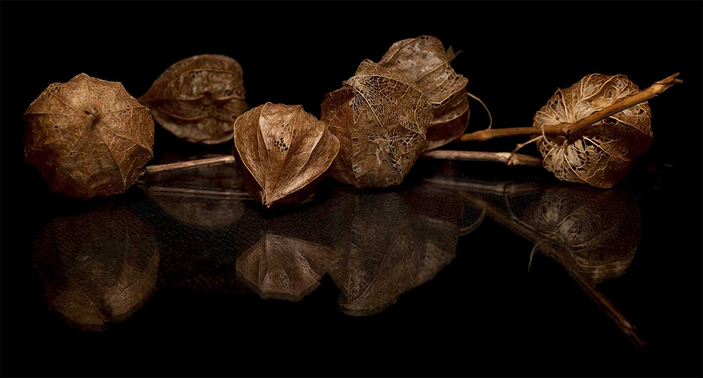 Fascinerende Physalis Kunstværk af Cato Johan Rød