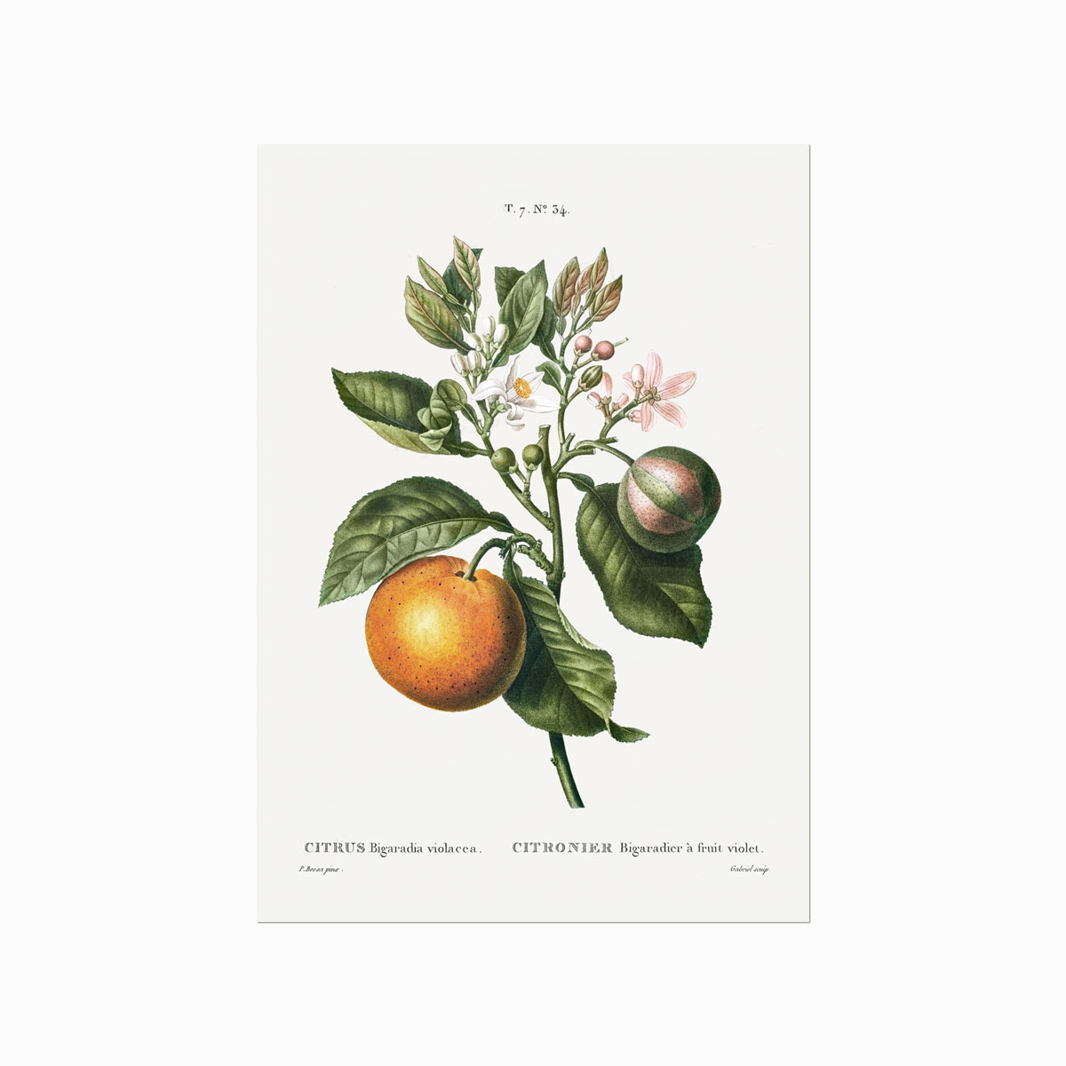 Pierre Joseph Redouté  Citrus    34