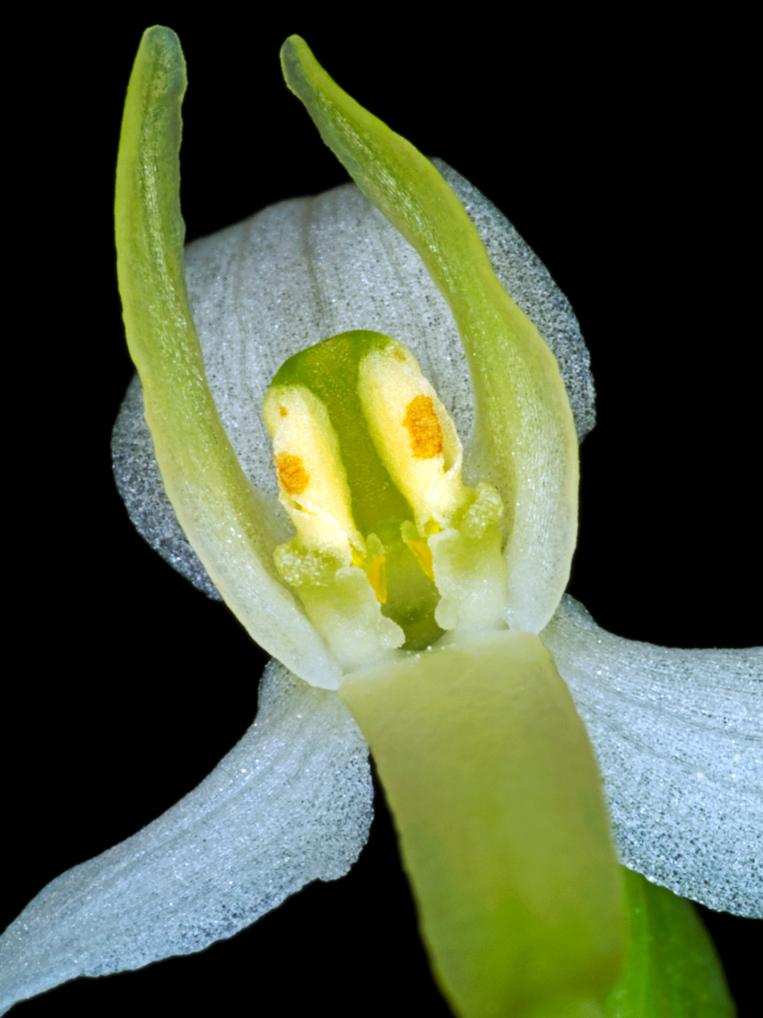 Platanthera Bifolia Kunsttryk - Elegance i Naturen