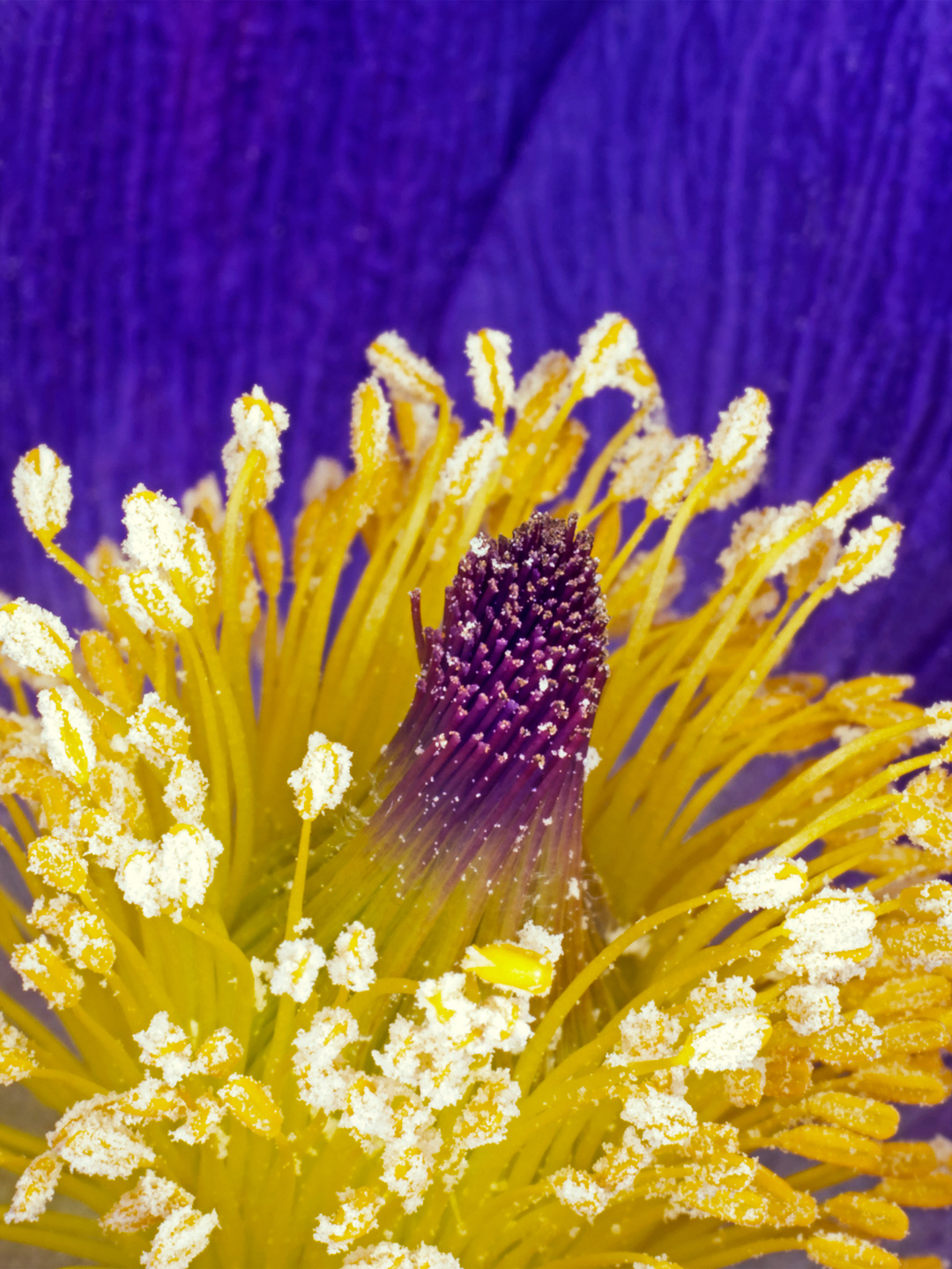 Pulsatilla Vulgaris Kunsttryk - Naturkunst af Pauline Snoeijs