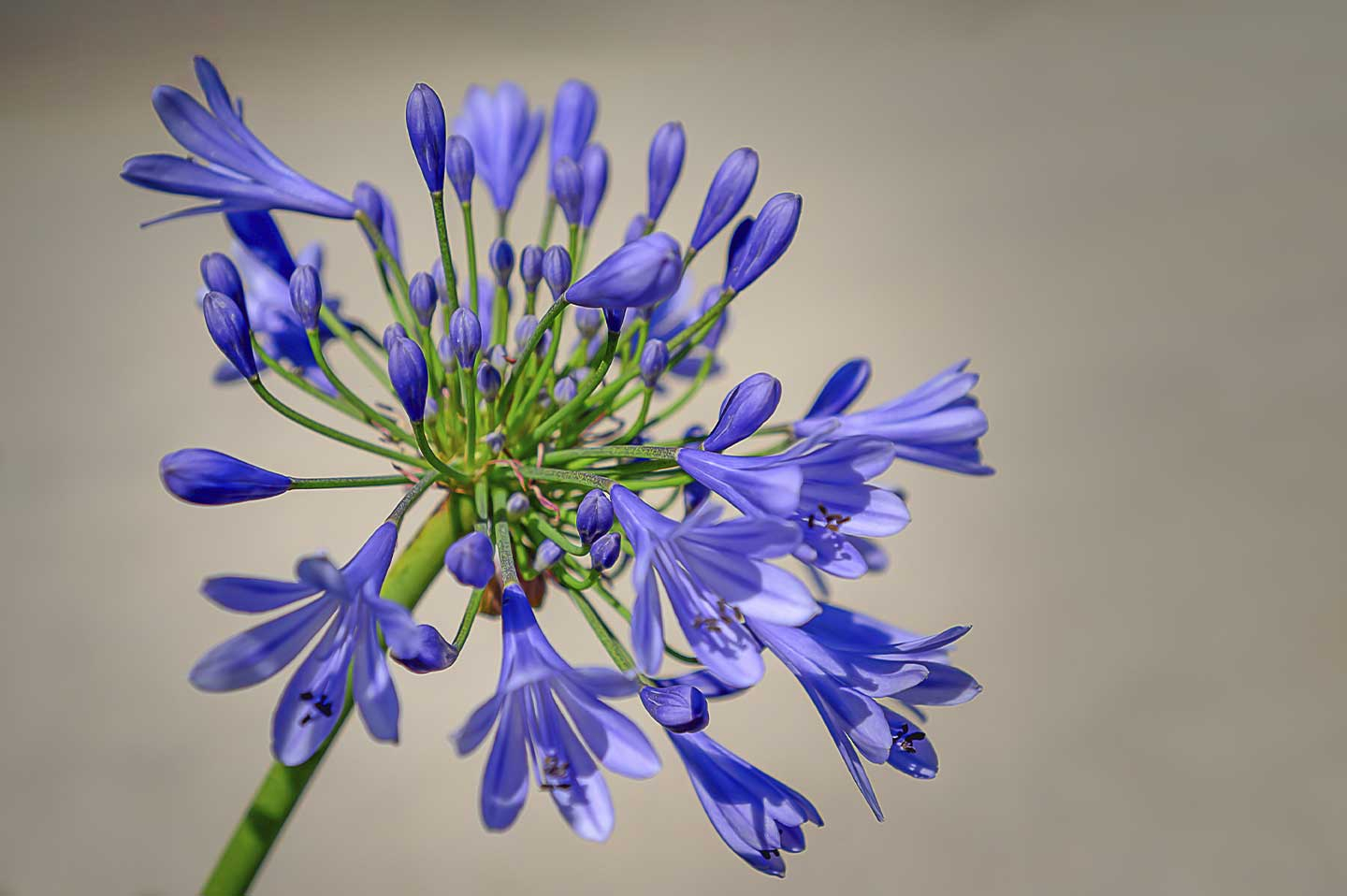 Purple Agapanthus Bloom   Cato Johan Rød Photography