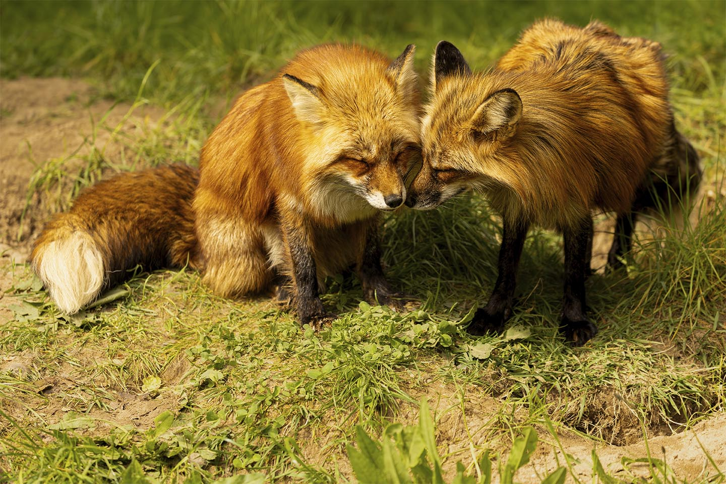 Unikt Ræve Pleje Kunstfoto - Berig Dit Hjem med Natur