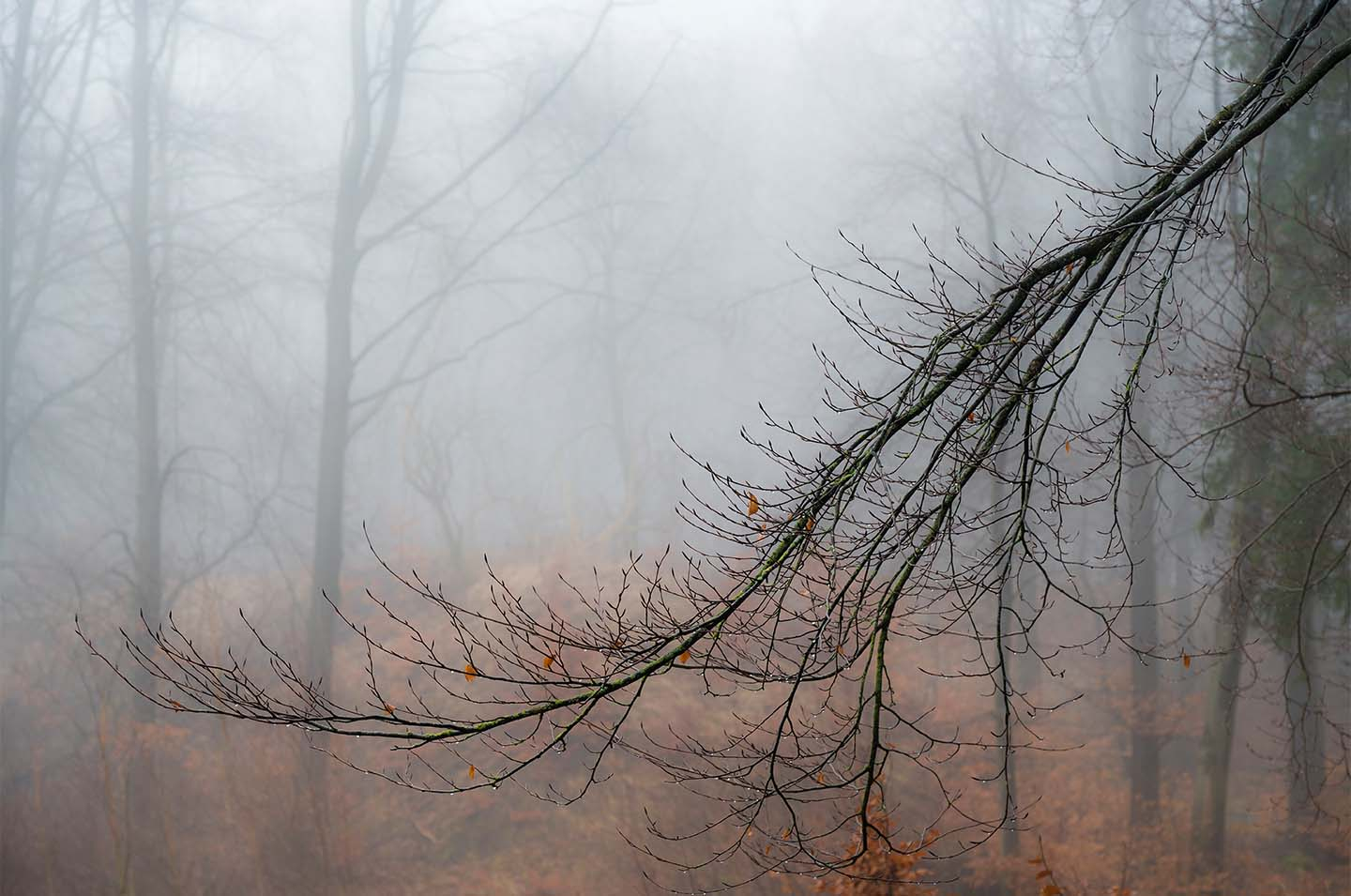 Raindrop Branch   Klint Fotografi