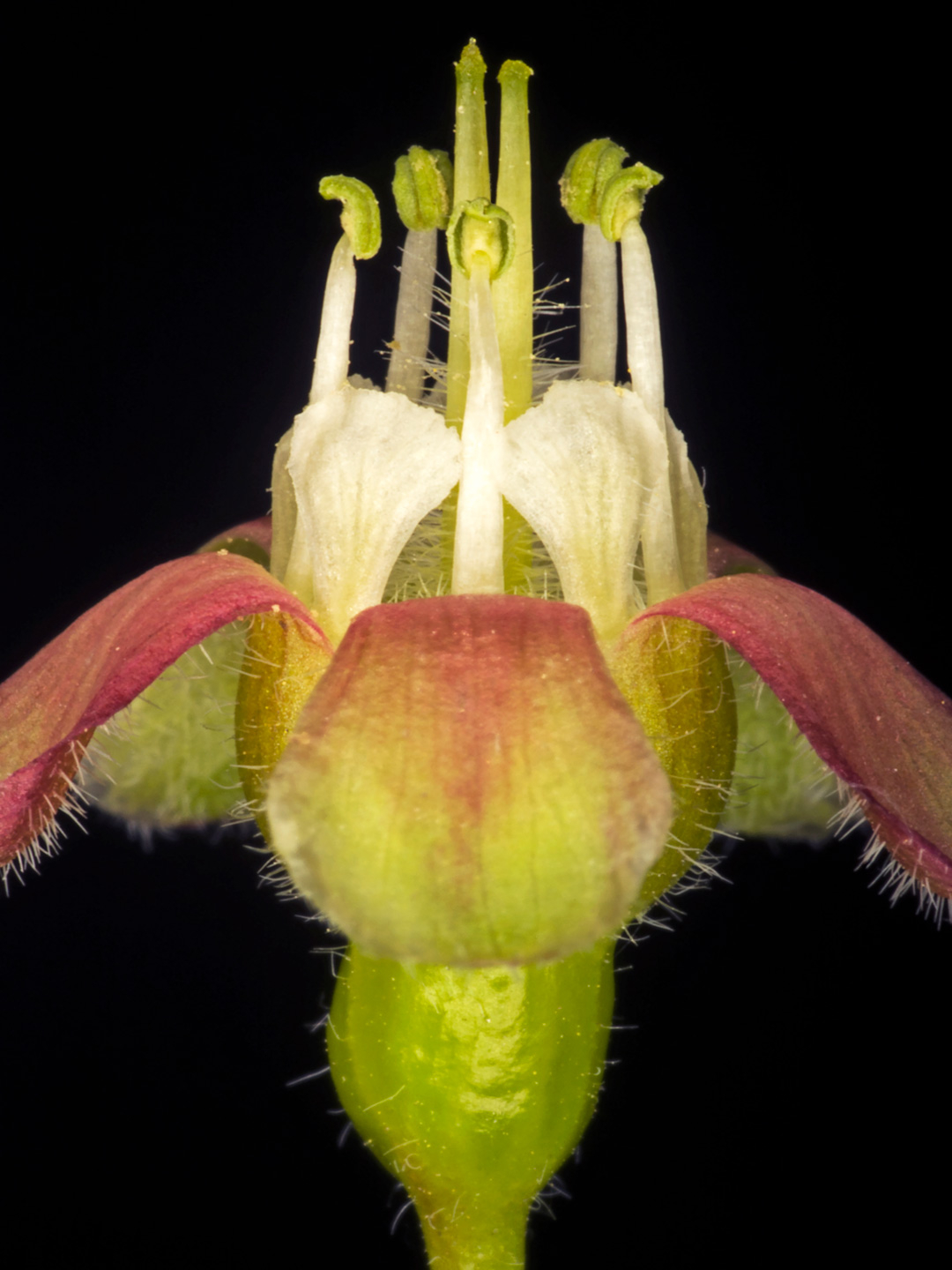 Ribes Uva-crispa Fotokunst – Naturens Skønhed af Pauline Snoeijs