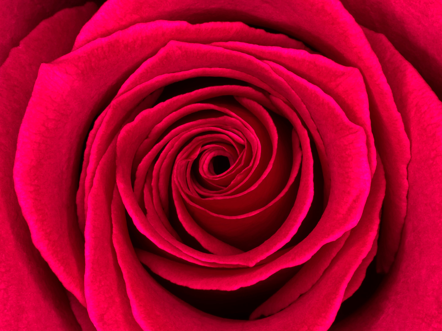 Rosa Kunsttryk af Pauline Snoeijs - Blomster og Natur