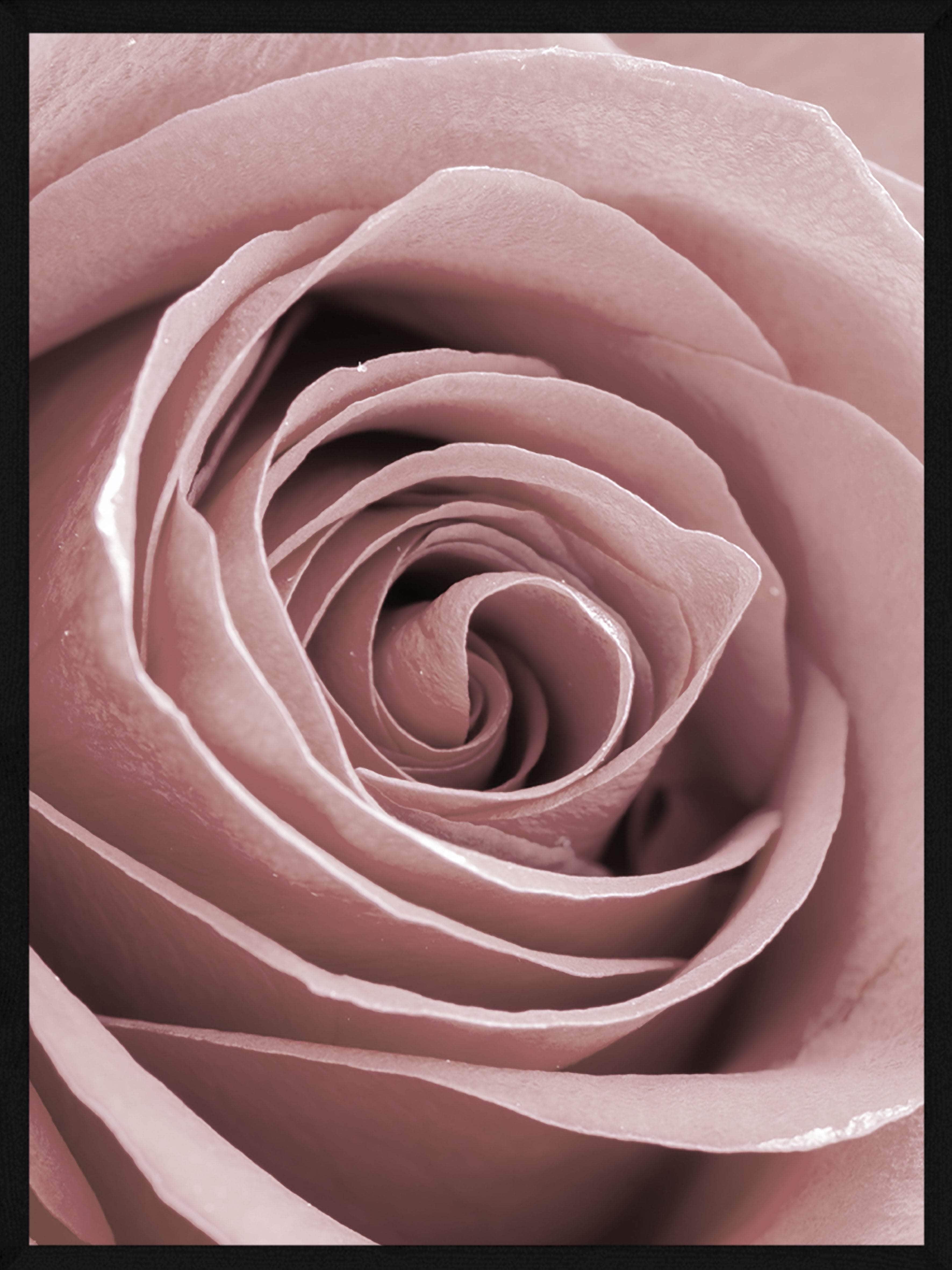 Rosen Nærbillede Plakat – Elegant Botanisk Kunst til Dit Rum