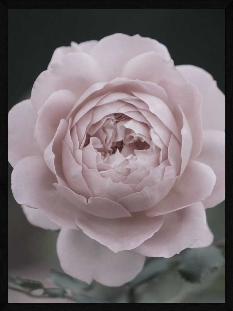 Rosen Plakat - Elegant Botanisk Kunst til Dit Hjem