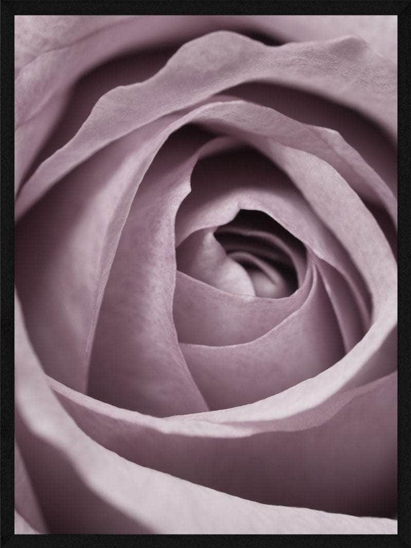 Rosen Spiral Plakat – Botanisk Kunst til Dit Hjem