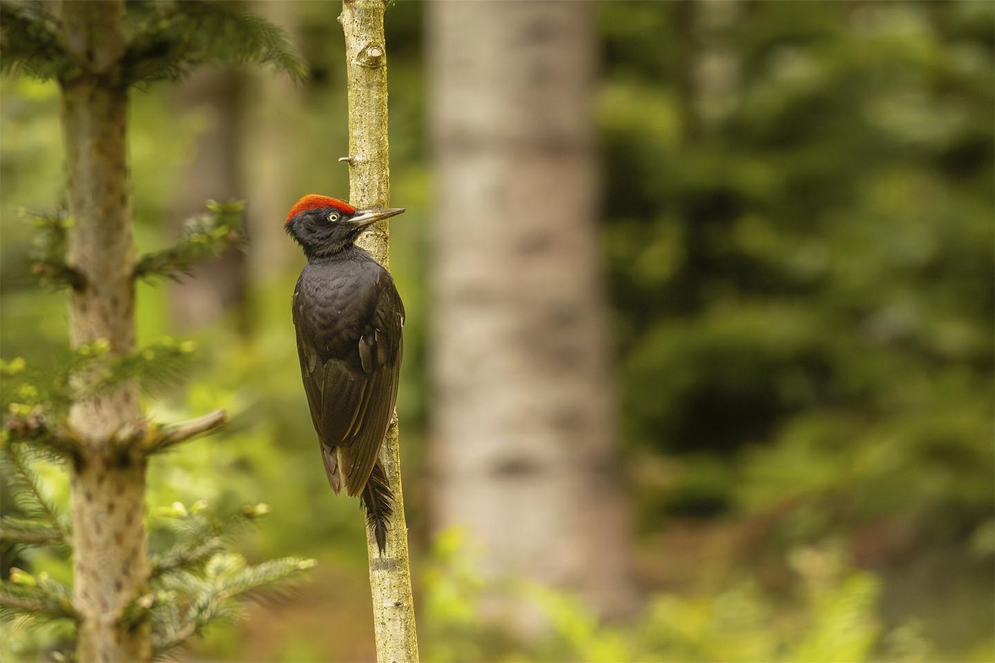 Sortspætte i Evig Jagd – Unikt Naturfoto til Dit Hjem