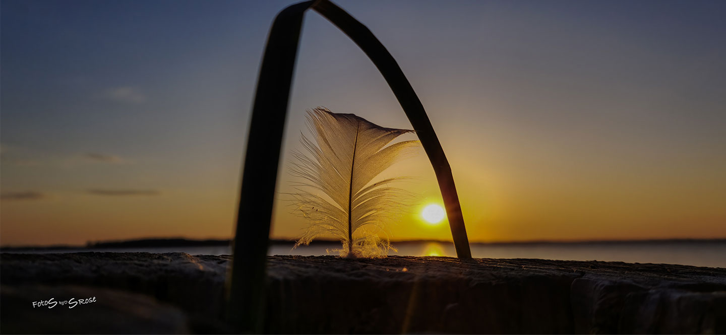 Fjer i solnedgang – Betagende foto til dit hjem