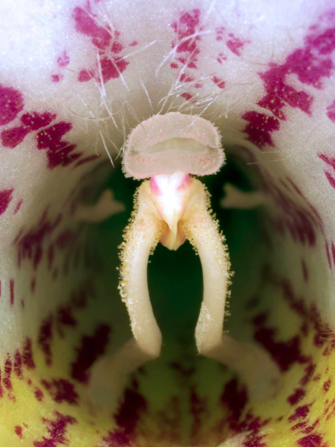 Streptocarpus Kunsttryk – Naturmotiver af Pauline Snoeijs