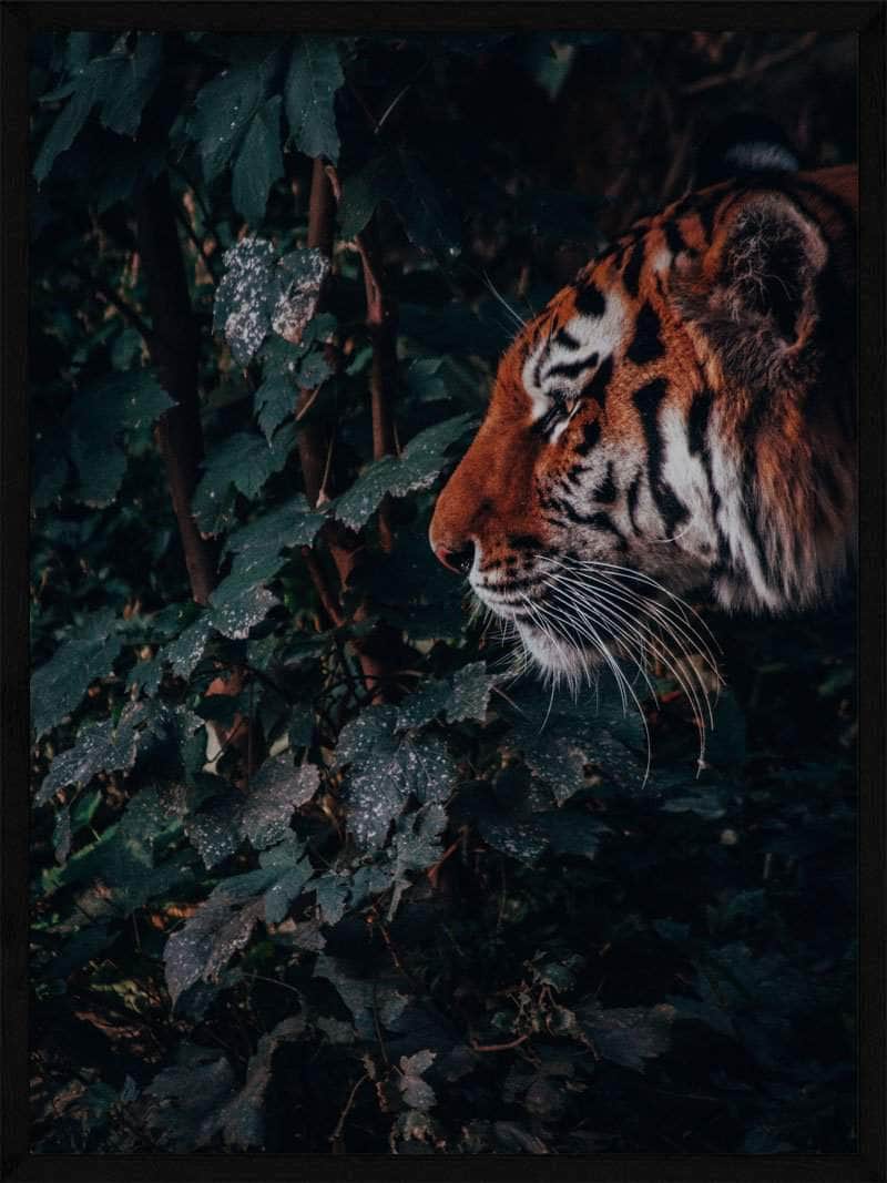 Tiger i Junglen – Plakat til unikt hjemmedekor