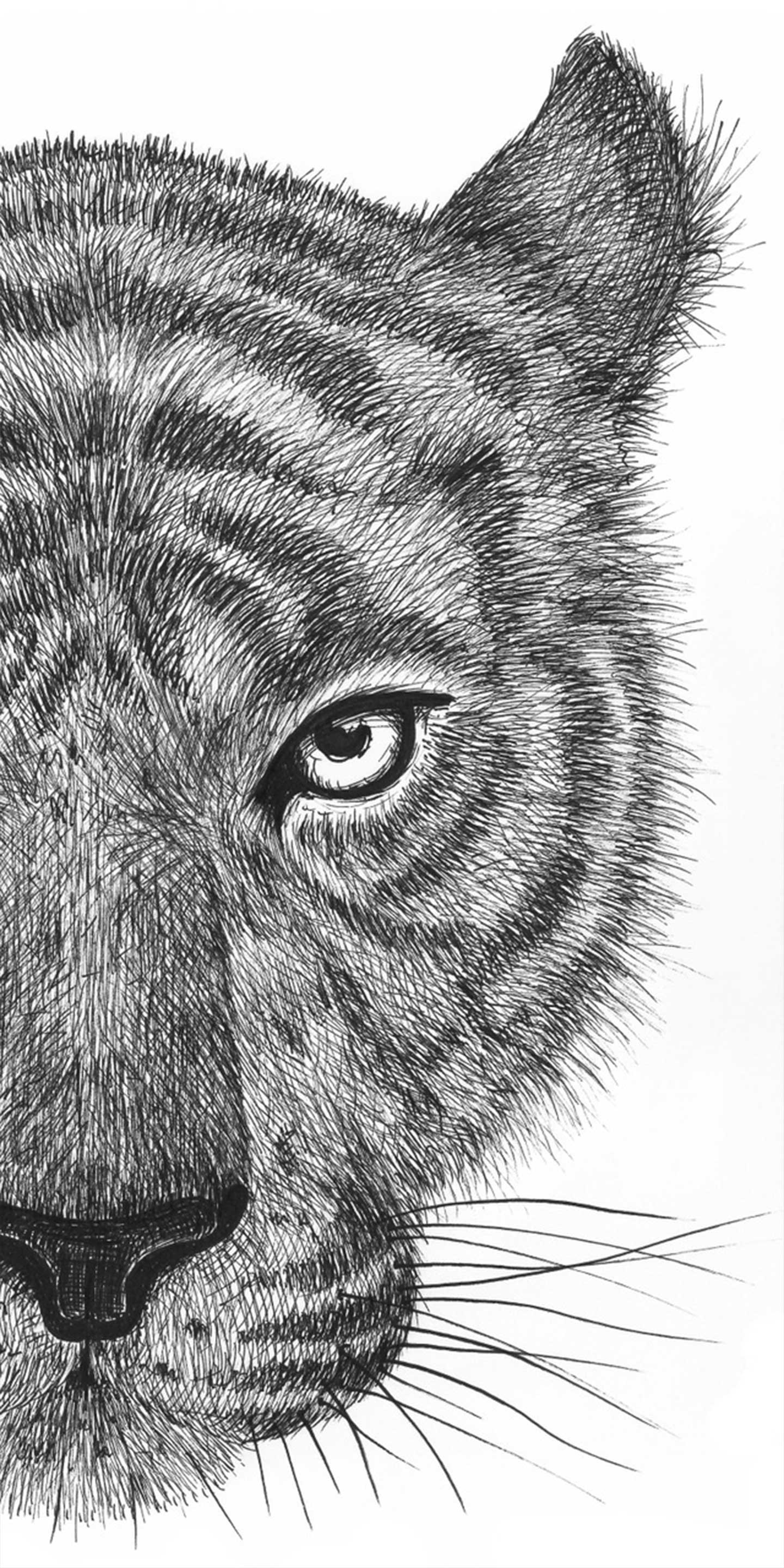 Tigeren Jackson Illustration – Unik Kunst til Dit Hjem