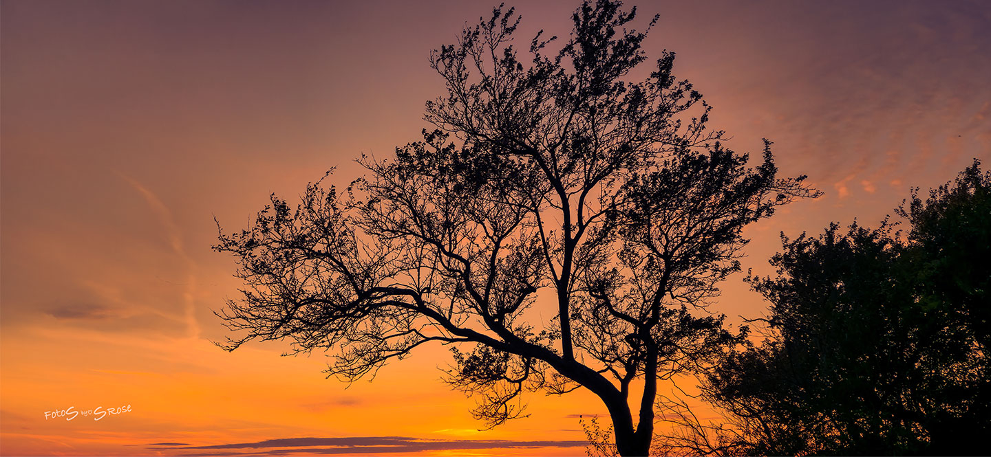 Gul Solnedgang – Betagende Foto til Dit Hjem hos Illux.dk