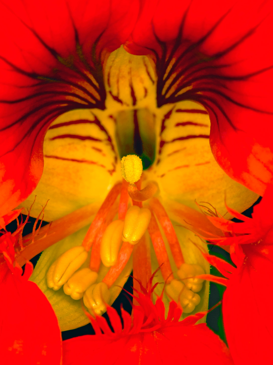 Tropaeolum Kunsttryk – Inspirerende Naturmotiver til Hjemmet