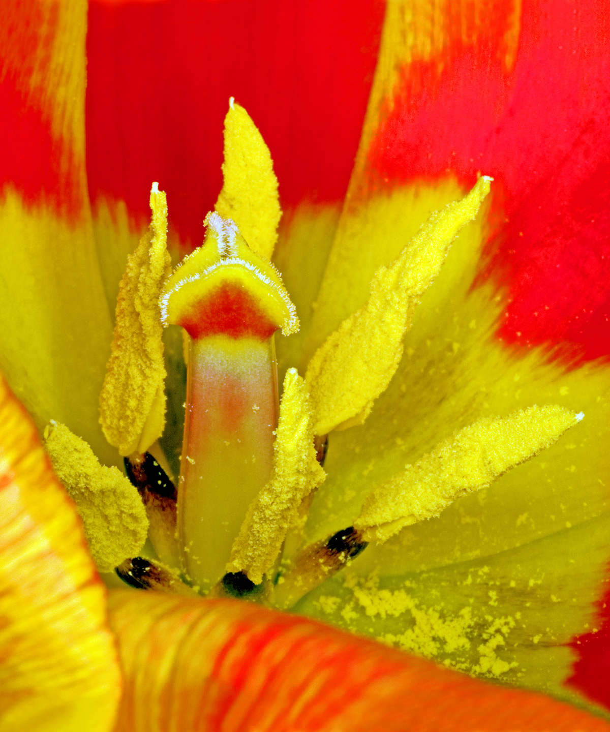Tulipa Kunstplakat af Pauline Snoeijs – Naturens Skønhed