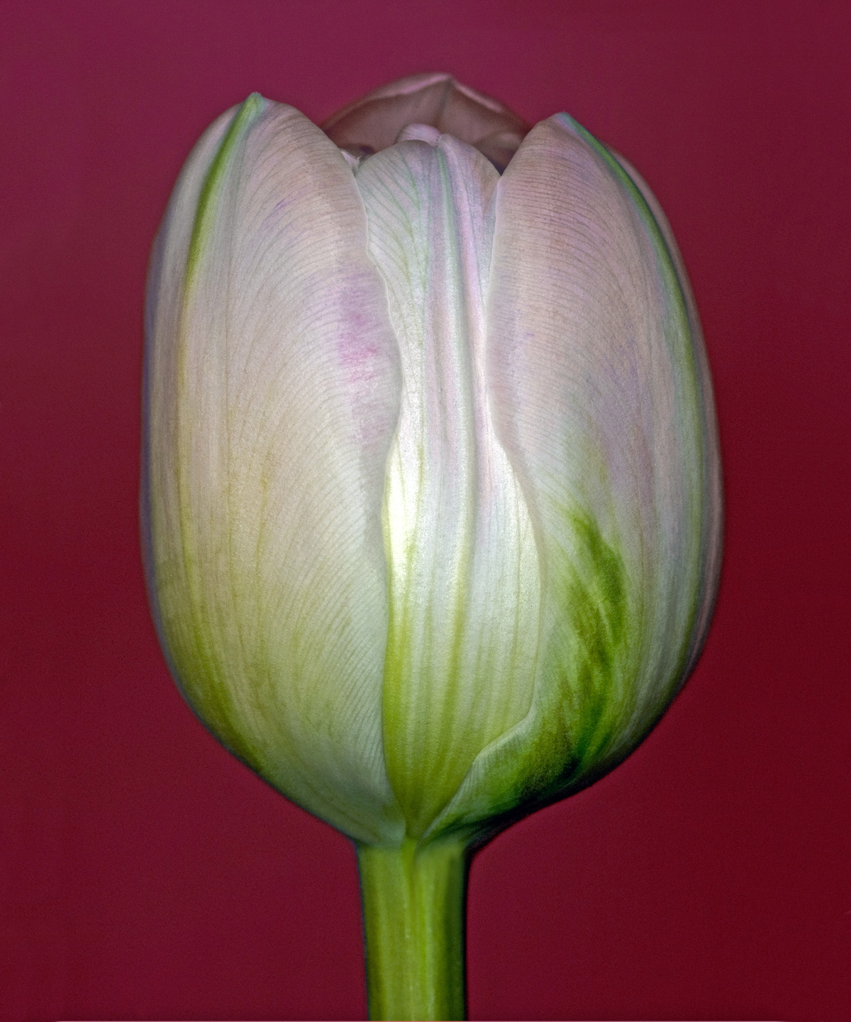 Tulipa Fotokunst - Naturens Skønhed af Pauline Snoeijs