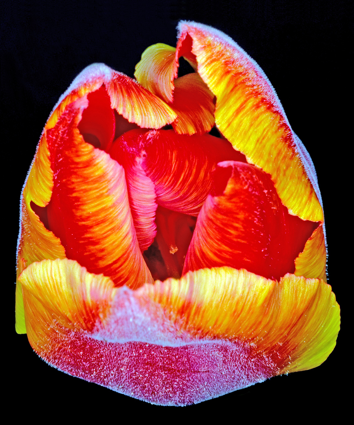 Tulipa Kunsttryk – Smukt Naturfotografi til Dit Hjem